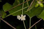 Fivelobe cucumber