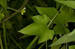 Fivelobe cucumber