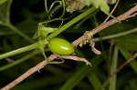 Fivelobe cucumber