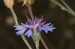 Cornflower <BR>Bachelor's button