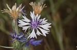 Cornflower <BR>Bachelor's button