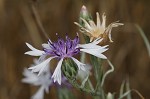 Cornflower <BR>Bachelor's button