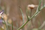 Cornflower <BR>Bachelor's button