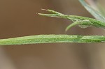 Cornflower <BR>Bachelor's button