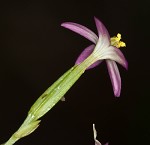 Branched centaury