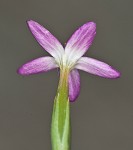 Branched centaury