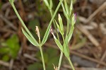 Branched centaury