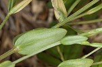 Branched centaury