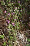 Branched centaury