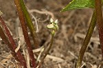 Centella