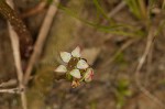 Centella