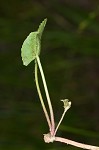 Centella