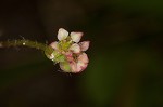 Centella