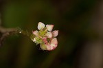 Centella