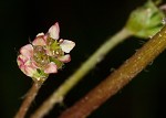 Centella