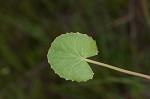 Centella