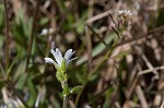 Doubtful chickweed