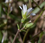 Doubtful chickweed