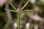 Doubtful chickweed