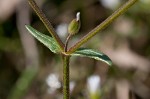 Doubtful chickweed