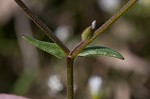 Doubtful chickweed