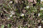 Doubtful chickweed