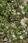 Doubtful chickweed