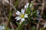 Doubtful chickweed