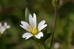 Doubtful chickweed