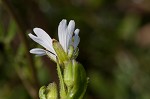 Doubtful chickweed