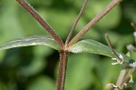 Doubtful chickweed