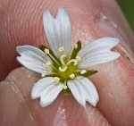 Doubtful chickweed