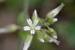 Sticky chickweed