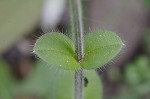 Sticky chickweed