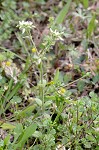 Sticky chickweed