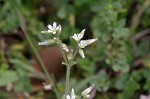 Sticky chickweed