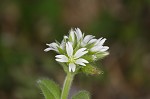 Sticky chickweed