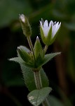 Sticky chickweed