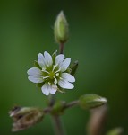 Sticky chickweed