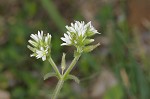 Sticky chickweed