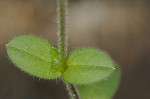 Sticky chickweed