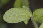 Sticky chickweed