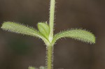 Sticky chickweed