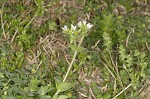 Sticky chickweed