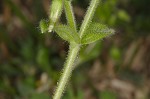 Sticky chickweed