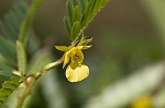 Sensitive partridge pea