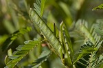 Sensitive partridge pea