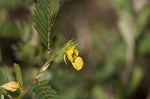 Sensitive partridge pea