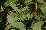 Sensitive partridge pea