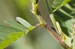 Sensitive partridge pea